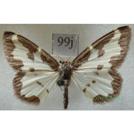 Lomaspilis marginata (Linnaeus, 1758) Plamiec nabuczak Czech99j